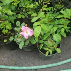 Sales Roses Each $10