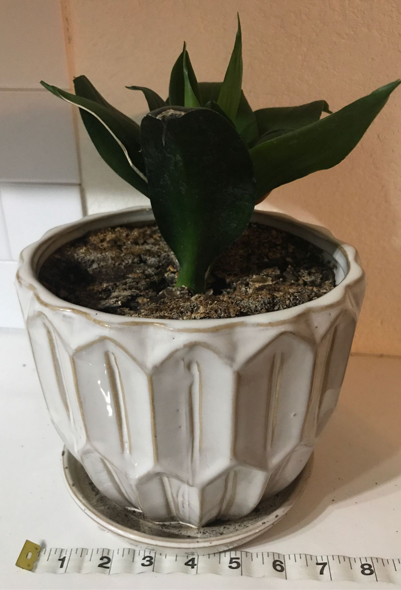 Sansevieria Black Dragon **RARE** houseplant