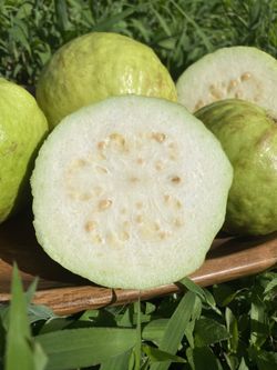 White Guava Fruit Trees
