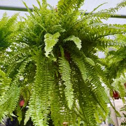 Plants (6”pot🌿Boston Ferns $15 each)