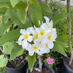 White Plumerias.