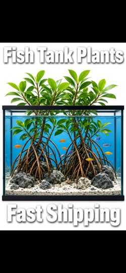 Red Mangroves Seeds Fast Shipping Nationwide Aquarium Plants Fish Tank Live Seed Red Mangrove Rhizophora Mangle Fishtank aquariums manglares pecera  f
