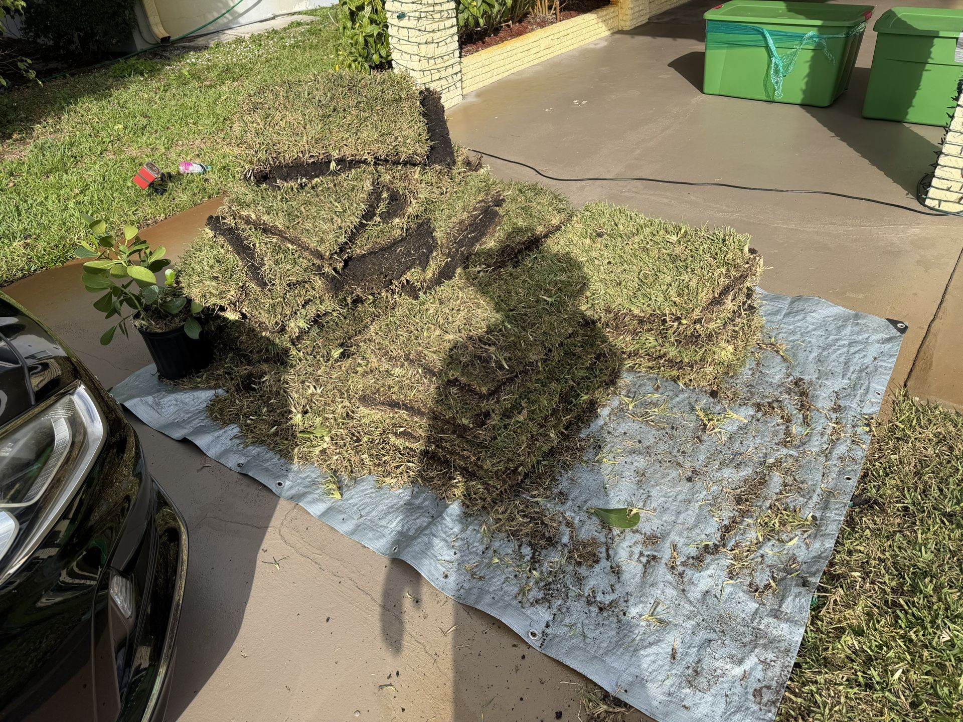 FREE SOD MUST GO ASAP