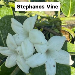 🌿 Plant: Stephanos Vine