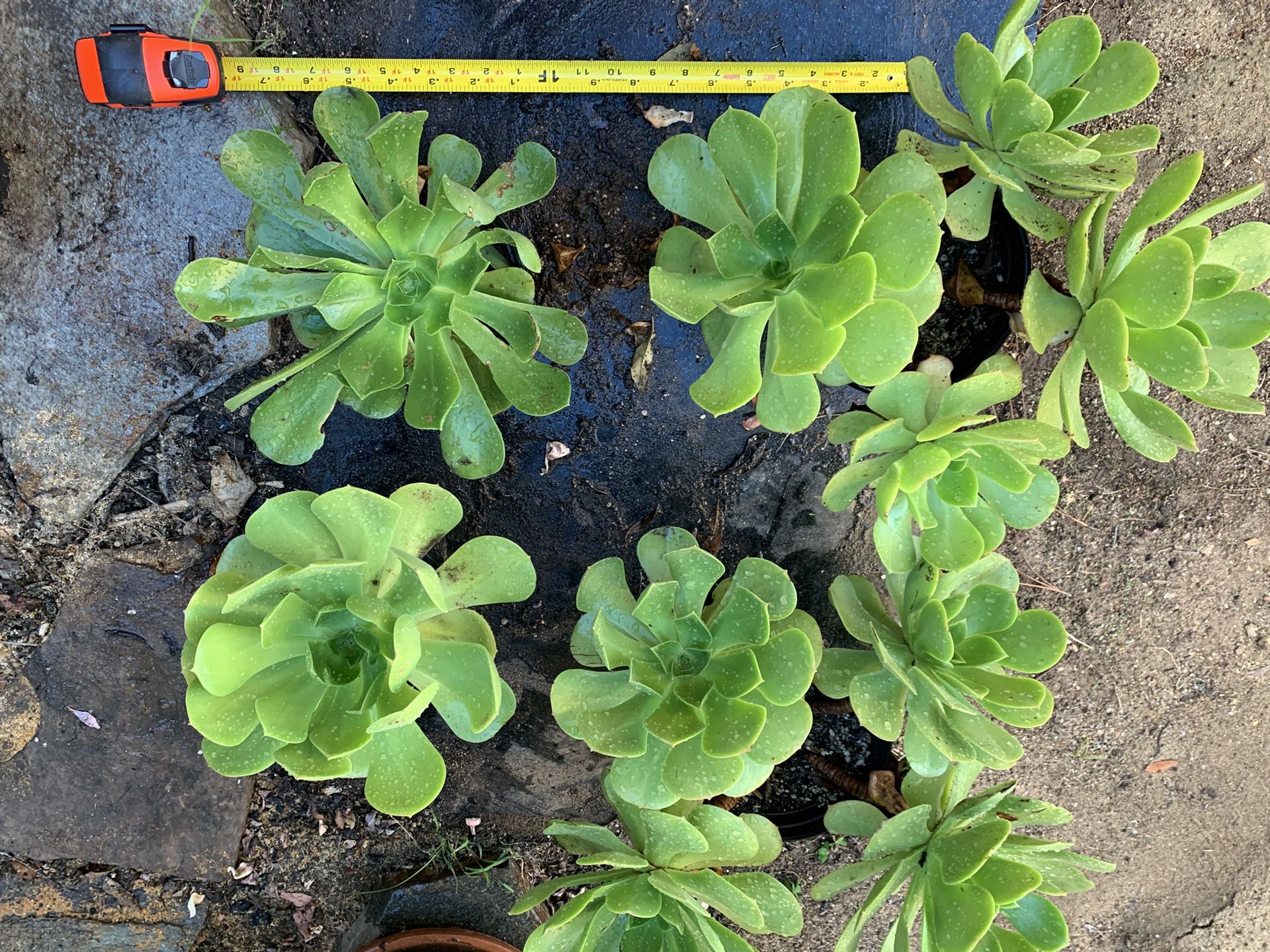 Aeoniums (succulents)