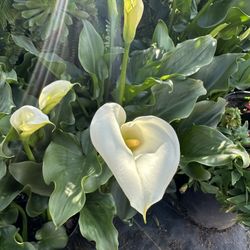 Calla Lilly (Flor De Alcatraz)