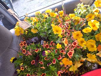 Mixed Fall Huge Hanging Baskets x2 for deals