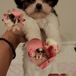 Shih Tzu