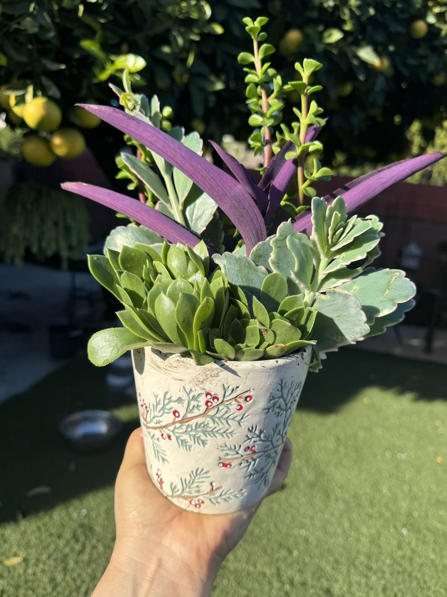 Very Pretty Succulent Arrangement