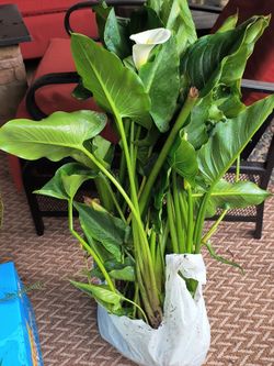 White Calla lillies