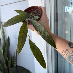 Hoya Clemensiorum