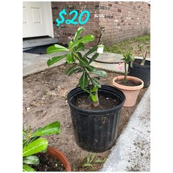 Desert Rose Plants