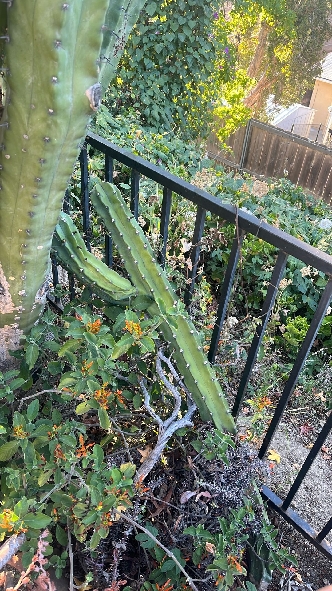 Cactus