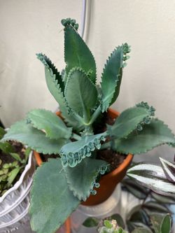 Mid size mother of thousands