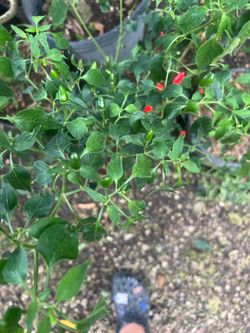 Hot pepper plant