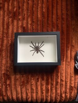 Taxidermy tarantula