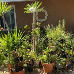 Madagascar Palm