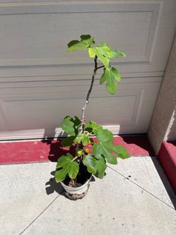 Fig fruit tree plant