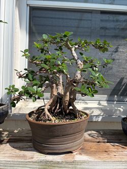 Ficus bonsai