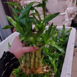 Lucky Bamboo