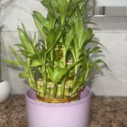 Beautiful  Plant 🌱  Plantas 🌱 