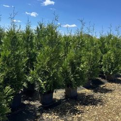 Green Giants For SALE, Free Delivery & Planting