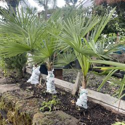 Plants; Palm Trees