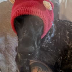 Handmade Dog Beanies Pets Hats 
