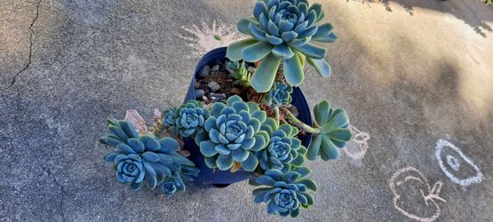 succulent plant