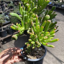 Shrek Ears Succulent Plant 