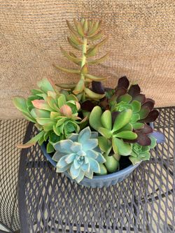 Beautiful succulent 10 inch pot plants