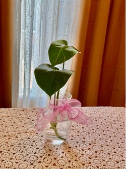 Small Monstera Natural plant vase 7” tall