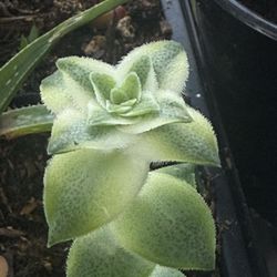 Beautiful Colors! Variegated String Of Buttons Starts