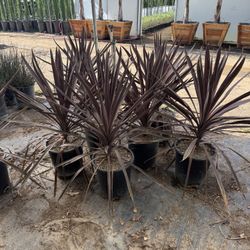 Cordyline Plants 5 Gallons 