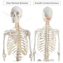 EVOTECH SCIENTIFIC Life Size Human Skeleton Model with Removable Arms Legs and Stand for Medical Study Learning Research Education Display Standard