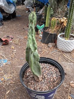 Totem pole cactus plant