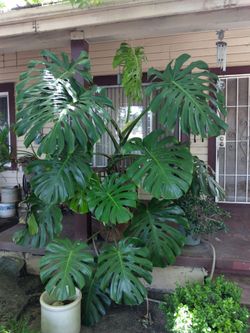 Plant