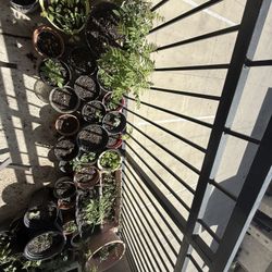 Plants For Trading - Succulents, tomato, coriander, Purslane , Chilli Pepper