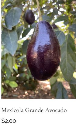 Grande Mexicola Avocados