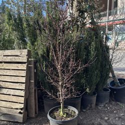 Acer palmatum ‘Shaina’ 5’-6’ (Japanese Maple)