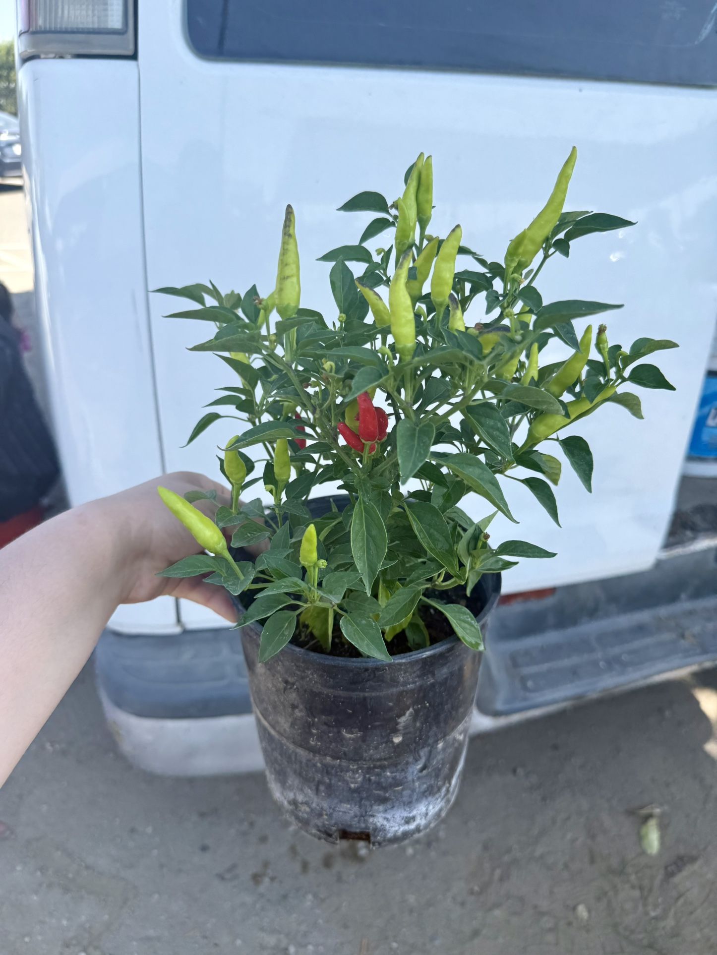 🌱🌶Thai Spicy Chilies Plants 🌱🌶 $12.00 each 