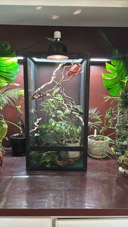 Fully Equipped 30x16x16 Screen Terrarium Setup – Complete Local Rehoming Kit