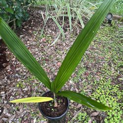 Queen Palm 🌴 2ft height 