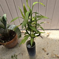 Plant With Pot $15
