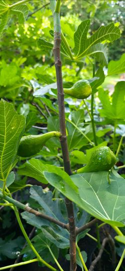 Healthy 3 yr old fig plants