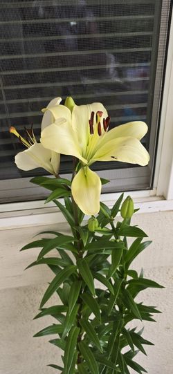 Lilys