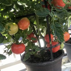 Washington Organic Delicious Tomato Seeds, Perfect For Pots/baskets To Grow Them