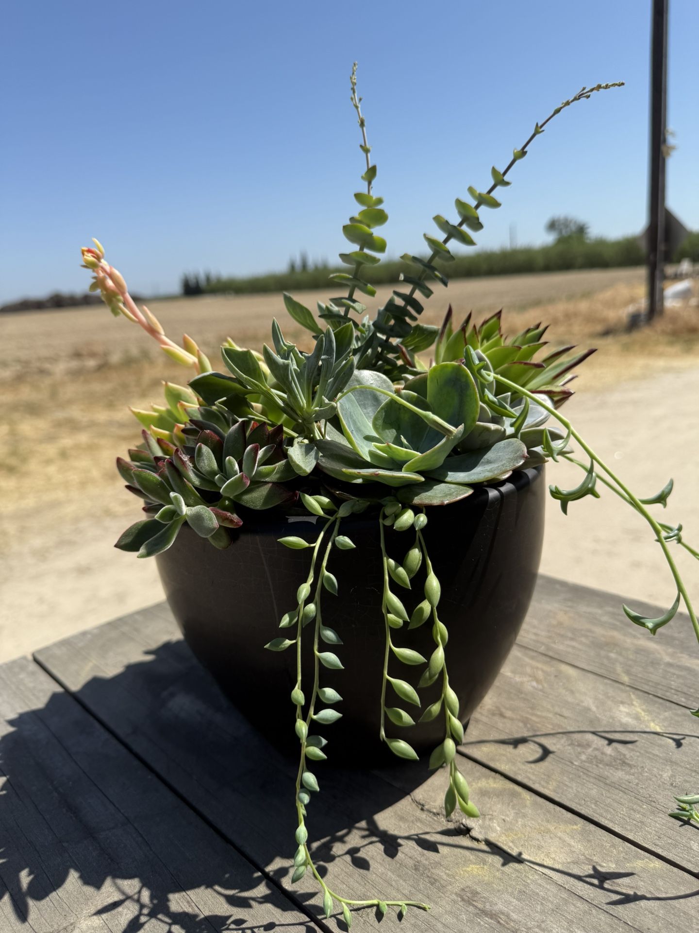 Succulent Arrangement In A Matt Black Ceramic Pot