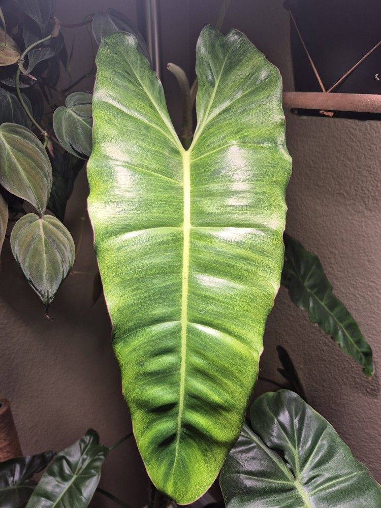 Paraiso Verde Philodendron