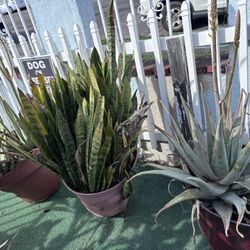 Free Plants (no Holds)